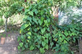 Image result for Aristolochia albida