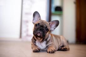 Female english bull dog puppy. French Bulldog Cost Guide Budgeting For A Bulldog Perfect Dog Breeds