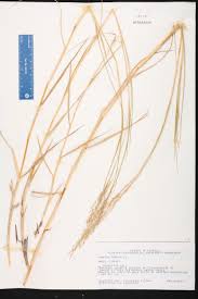 Image result for Panicum repens