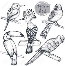 Exotic bird 5 original colored pencil drawing by. Collection Of Sketch Exotic Tropical Birds Royalty Free Cliparts Vectors And Stock Illustration Image 80261333