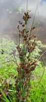 Image result for Juncus