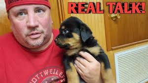 RK Rottweilers