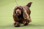 Sussex Spaniel Dog Breed Information, Pictures ...