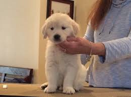 Pin By Canadian Golden Retrievers On Blackpool Goldens Labrador Retriever Dogs Labrador