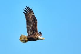 Check spelling or type a new query. Elang Berukuran Besar Berapa Berat Mangsa Yang Bisa Dibawanya Semua Halaman Bobo