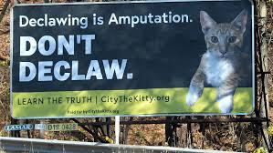 Declawed cats for adoption/ny area. Cat Declawing Activist Focuses Her Fight On Erie Animal Shelter