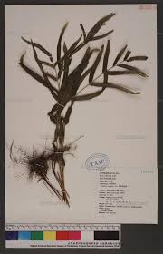 Image result for Lindsaea ensifolia