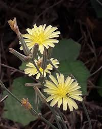 Image result for Launaea violacea