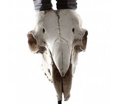A goat skull is not a sign of satanism; Anarak Goat Skull Sculpture Kraft Furniture