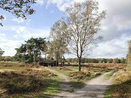 #myweekendonvid #cratedigging #aandebeek #veggieplateau #asparagus #lindchengoch #giro2016 #nijmegen #websterstation #maasduinen #reindersmeer #maradisoleeterra. De Maasduinen Nationaal Park Nabij Arcen Wandelkrant Be Grootste Gratis Onafhankelijk Wandelmagazine Van De Lage Landen