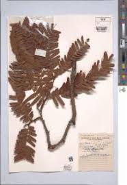 Image result for Pilostyles aethiopica