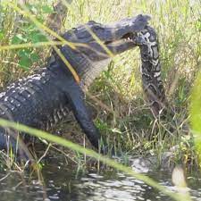 Kampf Der Reptilien Alligator Frisst Python Der Spiegel