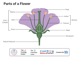 Monocot vs. Dicot Flower: Structure, 6 Differences, Examples