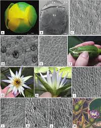 Image result for Nymphaeaceae