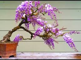 The jacaranda tree can be propagated from seeds and softwood cuttings. Blue Jacaranda Jacaranda Mimosifolia Or Wisteria Bonsai Tree Youtube