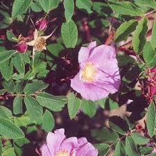 Image result for Smithia erubescens