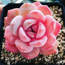 Succulents are extremely easy to care for and can withstand extreme conditions. Pink Blossom Pink Blossom Unreal Color Succulents Plants Trees Herbs Vines Garden Nature Flora Evrgrdn Plants Colorful Succulents Succulent Seeds