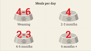 However, for some larger and giant breeds that are prone to gdv, feeding 3 times a day might be recommended even after that. Feeding Your Puppy The Complete Guide Purina