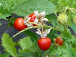 Image result for Solanum sisymbriifolium