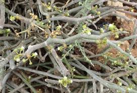 Image result for Cynanchum gerrardii