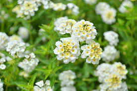 White Wild Saga Lantana Lantana Flowers For You Flowers