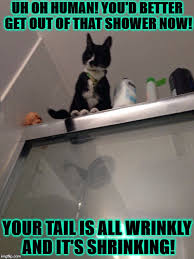 Shower Cat Memes Gifs Imgflip