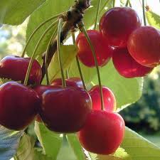 Cherry trees are sensitive when it comes to water and soil moisture, as well as crowded roots. How To Grow Cherry Trees In Pots Dengarden