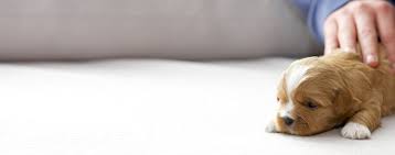Check spelling or type a new query. Why Do Dogs Make Your House Smell Wag