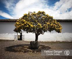 Image result for Cordia