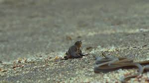 Deniz Iguanasi Ve Galapagos Yilanlari Amazing Doga Hayvanlar