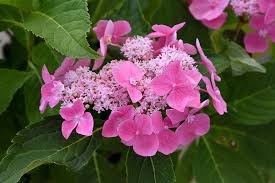 The let's dance series bloom on both new wood and old delivering seasons of flowers and lots of wow. Let S Dance Starlight Hydrangea Hydrangea Macrophylla Lynn In Greensboro High Point Winston Salem Summerfield North Carolina Nc At New Garden Landscaping Nursery
