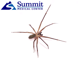 We Also Treat Brown Recluse Spider Bites Woundcare Oklahoma Brown Recluse Spider Brown Recluse Wound Care