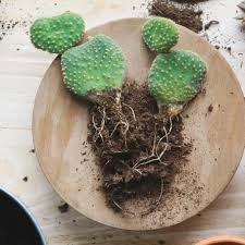 Image result for cactus cuttings