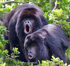 They can produce sounds louder than a. Pin On Animals Rare Endangered
