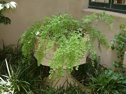 Image result for Adiantum capillus-veneris