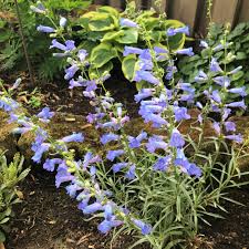 Image result for Penstemon
