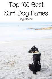Top 100 Surf Dog Names For Beach Loving Pups Dog Names Female Dog Names Puppies Names Female