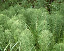 Image result for Equisetaceae