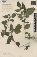 Image result for Celosia trigyna