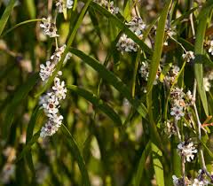 Image result for Agonis flexuosa