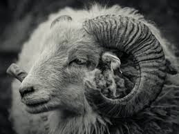 Grayscale Photo Of Ram Photo Free Animal Image On Unsplash Animals Images Ram Photos Animals