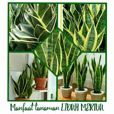 Tanaman hias pembersih udara tentunya sangat bermanfaat untuk setiap orang yang rumahnya berada dikawasan perkotaan yang dipenuhi dengan polusi. 5 Tanaman Indoor Pembersih Udara Untuk Rumah Minimalis Bang Izal Toy