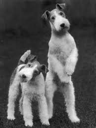 Belsize Mavis And Stella Of Solent Two Wire Fox Terriers Photographic Print Thomas Fall Allposters Com Wire Fox Terrier Fox Terrier Cute Dogs