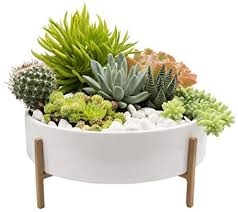 Some succulents, like agave, have sharp edges so wear gloves. Mid Century Large Round Succulent Planter Bowl 10 Inch White Ceramic Pot With Stand Succulent Garden Shallow Pot Dining Table Centerpiece Cactus And Plant Container With Drainage Metal Stand Buy Online At