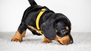 Maybe you would like to learn more about one of these? Choosing The Best Puppy Collars For Different Breeds And Sizes