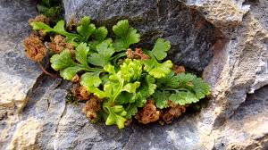 Image result for Anogramma leptophylla