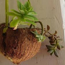 Pot Noix De Coco Mam Zell Jeannette Pots De Fleurs Suspendus Pot De Fleurs Fleurs Suspendues