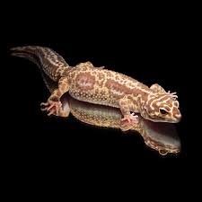 Black And White Striped Leopard Gecko Leopardgecko Tequilla Bandit Tangerine Striped Chocolate Tremper Albino Leopard Gecko Gecko Albino