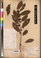 Image result for Pentadiplandra brazzeana