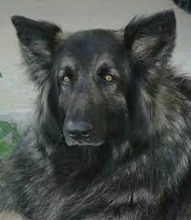37 reviews of animal clinic of grand prairie after an appalling experience at hillside vet on mockingbird, i have found a great vet for my greyhound maggie and also my elderly himilayan! 18 My Fur Babies Grand Fur Babies Ideas Fur Babies Fur Animals